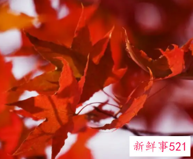 梦见树叶变红了是什么意思