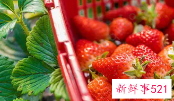 草莓的功效止咳