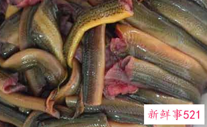 鳝鱼不能与什么一起吃