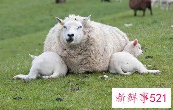 2022年羊穿什么颜色