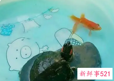 梦见龟和鱼是什么意思