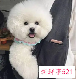 比熊的生活习性