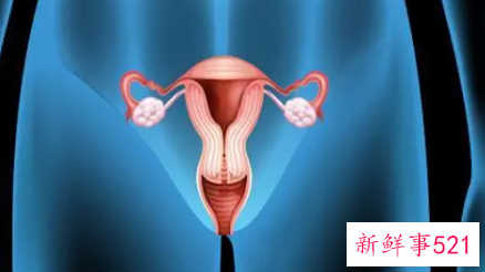 女性卵巢在什么位置