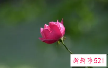 女人梦见开了一朵花