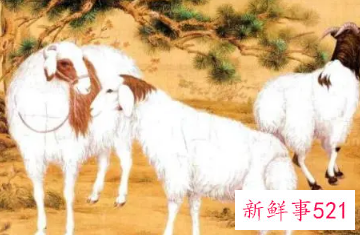 为什么属羊的男人不能嫁