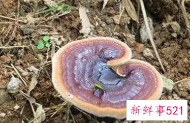 灵芝作用与禁忌