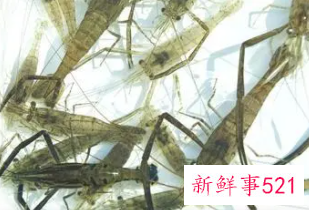 梦见抓了好多虾是什么意思