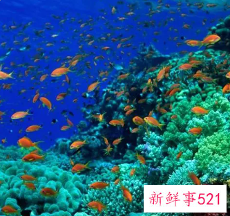 梦见去海底世界