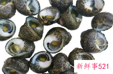 海螺放保鲜能放多久