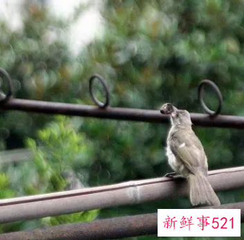 阳台上来鸟是什么兆头