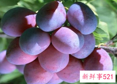 减肥期间晚上吃李子会胖吗