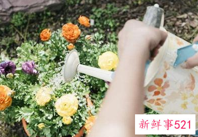 过期牛奶浇花的可行性和注意事项