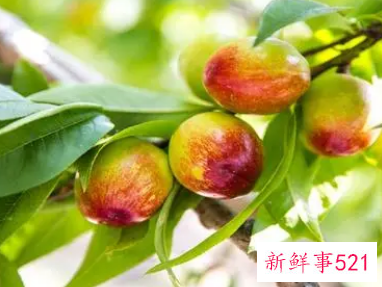 梦见树上青桃子是什么意思