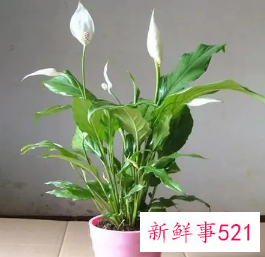 家里养什么花比较好