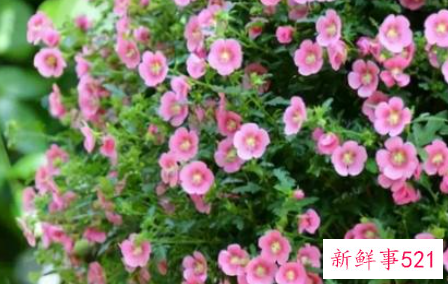 小木槿枯了如何挽救