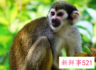 梦到好多小猴子