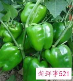 菜椒功效与作用