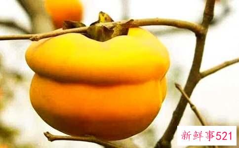 柿子每天吃多少合适