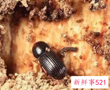 咖啡色椭圆形小虫子会飞