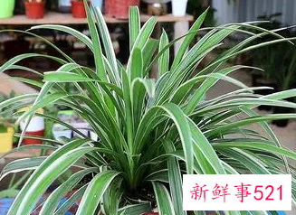 家里养什么花比较好