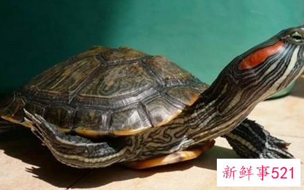 龟龟冬眠后死亡引起的思考