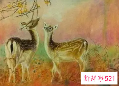 女人梦见梅花鹿朝自己跑来