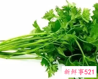 芫荽指的是哪种蔬菜