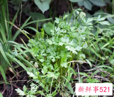 不吃香菜的人体内缺少什么