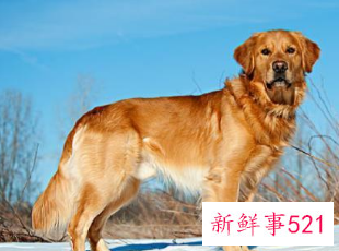 属狗男喜欢比自己大的女人吗