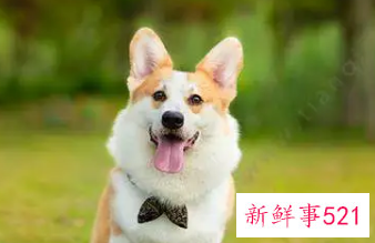 狗在夏天是怎么避暑的