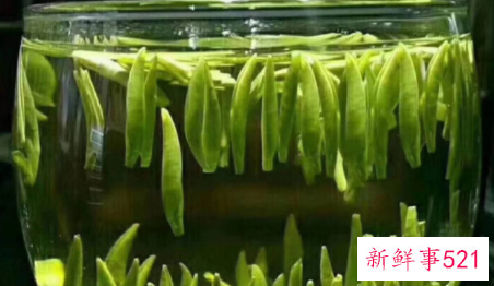 雀舌和毛尖的区别