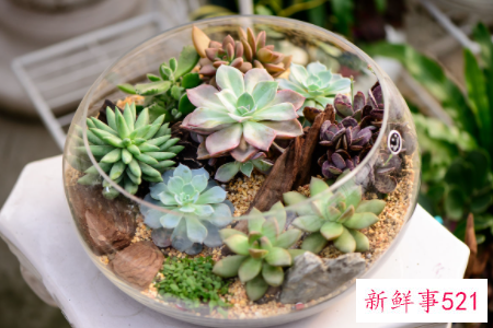 多肉植物的养护管理要点