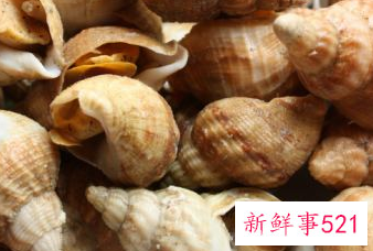 海螺怎么存放时间长