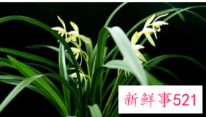 兰花的栽培管理