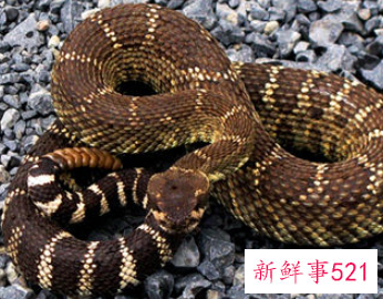 梦见响尾蛇是什么意思