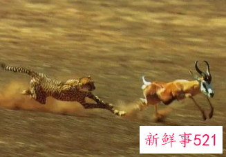 梦见动物园猛兽跑出来袭击人