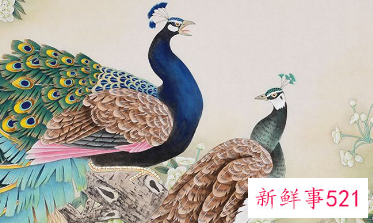 两只孔雀的画是什么意思