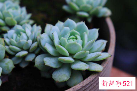 多肉植物的养护管理要点