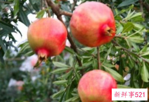 吃石榴的好处和禁忌