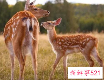 女人梦见梅花鹿朝自己跑来