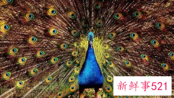 两只孔雀的画是什么意思