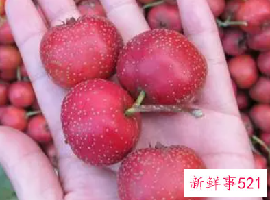 山楂的功效与作用及禁忌症