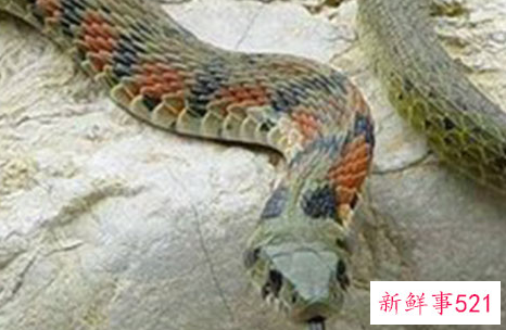 女人梦见自己被蛇咬了