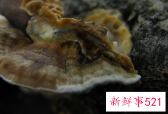 灵芝作用与禁忌