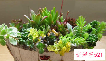 多肉植物腐烂的分类及处理