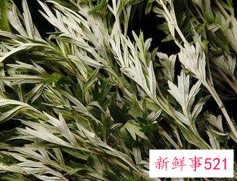 艾草的的好处和用途