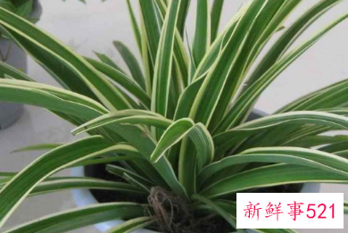 家里养什么花比较好