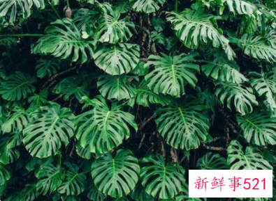 办公室适合摆的高档绿植