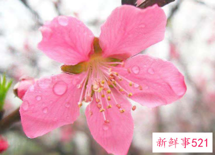 男人犯桃花怎么化解