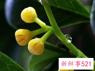 兰花的栽培管理